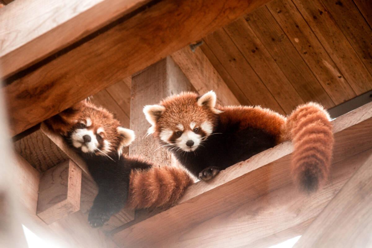 There’s a family of four red pandas at the Greater Vancouver Zoo, following the delivery of twin cubs – one girl, one boy – last June. They have now been named. (Greater Vancouver Zoo/Special to The Star)