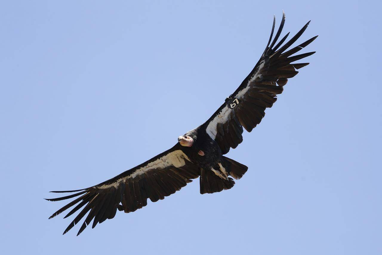 FILE - In this June 21, 2017, file photo, a California condor takes flight in the Ventana Wilderness east of Big Sur, Calif. Three California condors have died from avian flu in northern Arizona and authorities are trying to determine what killed five others in the flock. The National Park Service on Friday, April 7, 2023 said the birds that died last month tested positive for Highly Pathogenic Avian Influenza. (AP Photo/Marcio Jose Sanchez, File)