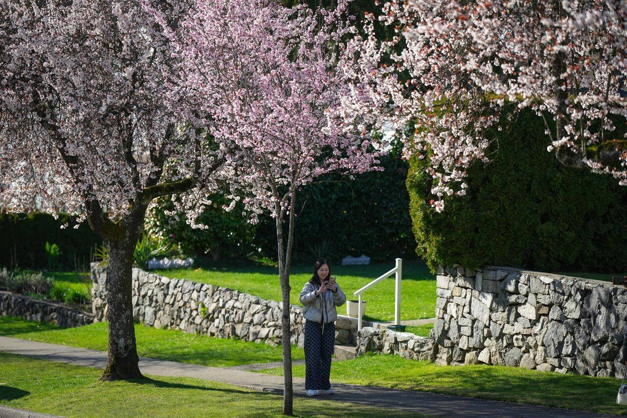 A woman checks her phone after posing for photographs under a canopy of cherry blossom trees in Vancouver, on Tuesday, April 4, 2023. Vancouver’s cherry blossoms have become a domestic and international tourist draw, with Chinese tour companies offering flower viewing packages for thousands of dollars, competing with more traditional locations such as Tokyo and Kyoto in Japan. THE CANADIAN PRESS/Darryl Dyck