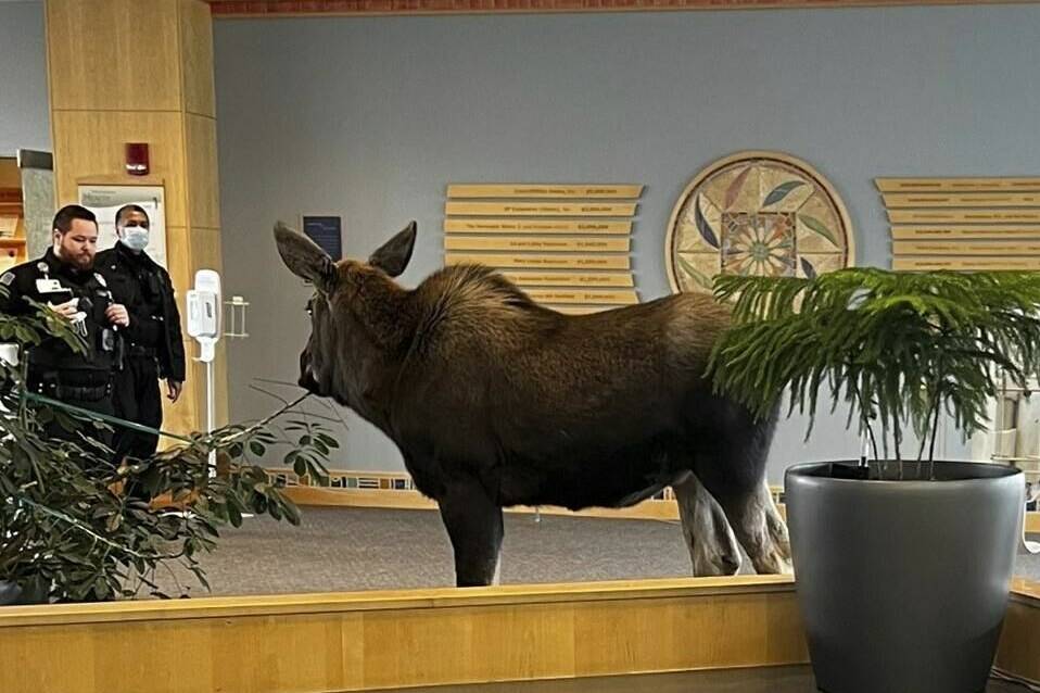 In this Thursday, April 6, 2023, image provided by Providence Alaska, a moose stands inside a Providence Alaska Health Park medical building in Anchorage, Alaska. The moose chomped on plants in the lobby until security was able to shoo it out, but not before people stopped by to take photos of the moose. (Providence Alaska via AP)