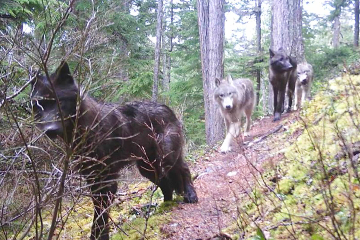 Four wolves caught on a game cam near the end of Saloompt River Road in the Bella Coola Valley on Saturday, April 15. (Julia Michalchuk photo)