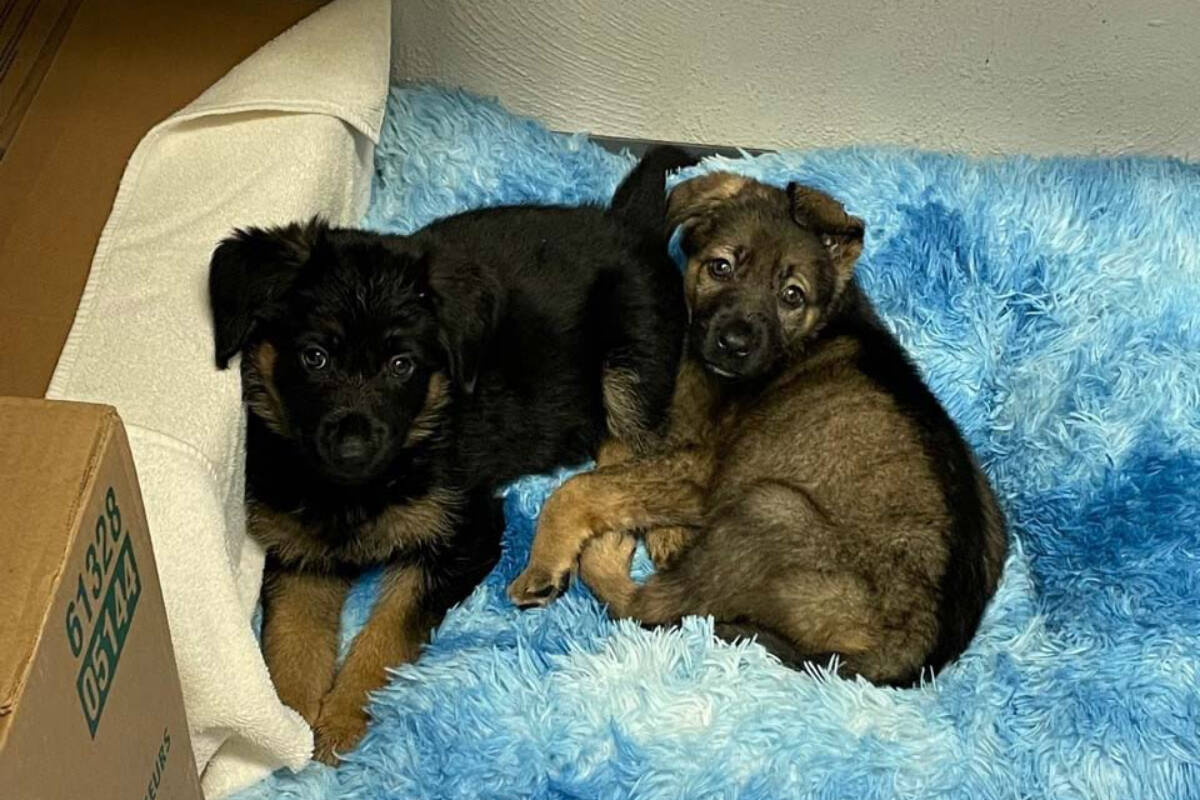 Two German shepherd mix puppies were found abandoned in a box at a Burnaby park recently, with one of the puppies suffering from an injured front leg and an infection. (BC SPCA submitted photo)