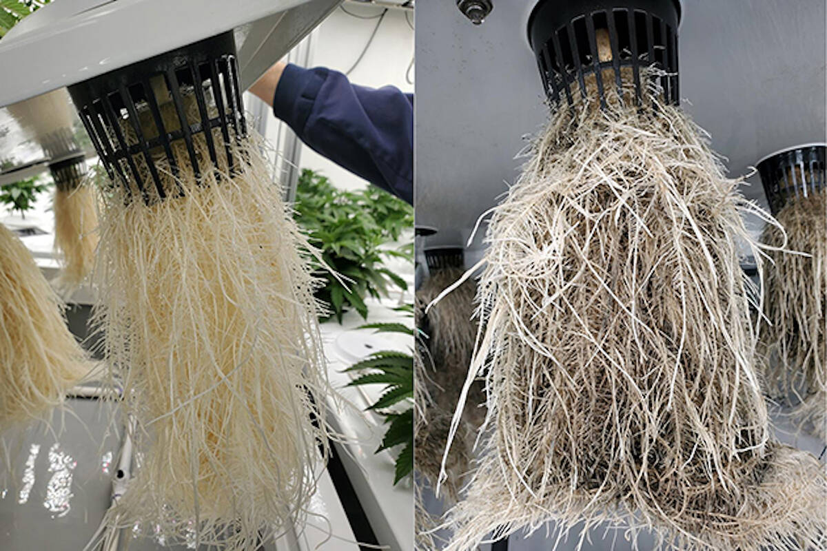UBCO researchers isolated the genome for black root rot, a fungus killing cannabis plants in a licensed growing facility in the BC Kootenays. Here, healthy roots, left, are compared to those affected by black root rot. (contributed)