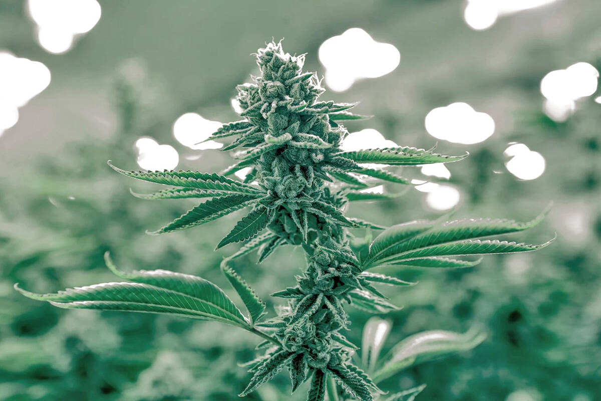 Leadership Council is calling for changes to the Cannabis Act for communities to better access the benefits of legalization. Kootenay Krush Farms is located near Parsons. (Black Press Media File)