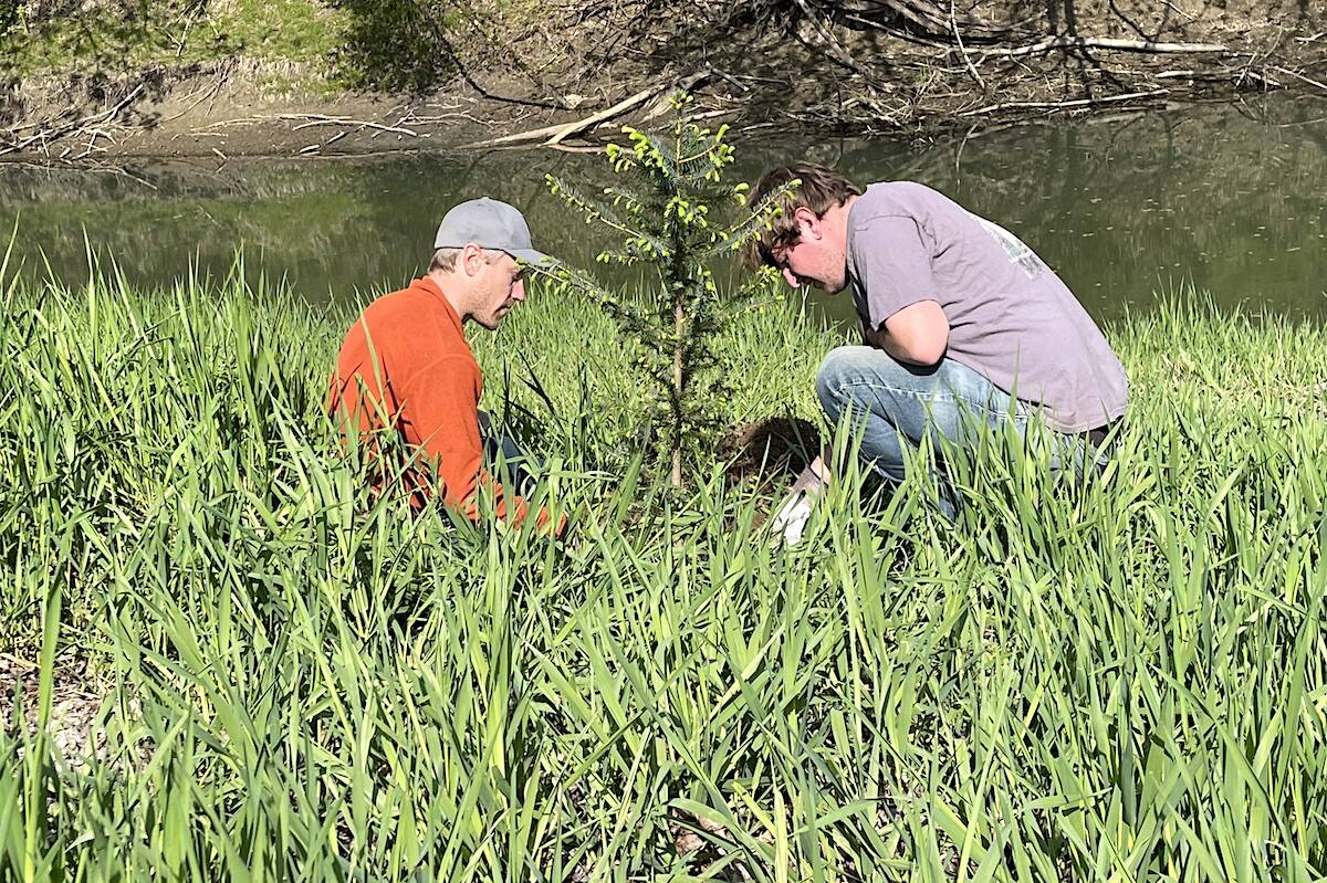 Volunteers planting a spruce tree at the Hope River Corbould Park on Saturday, April 23, 2022. (Jennifer Feinberg/ Chilliwack Progress)