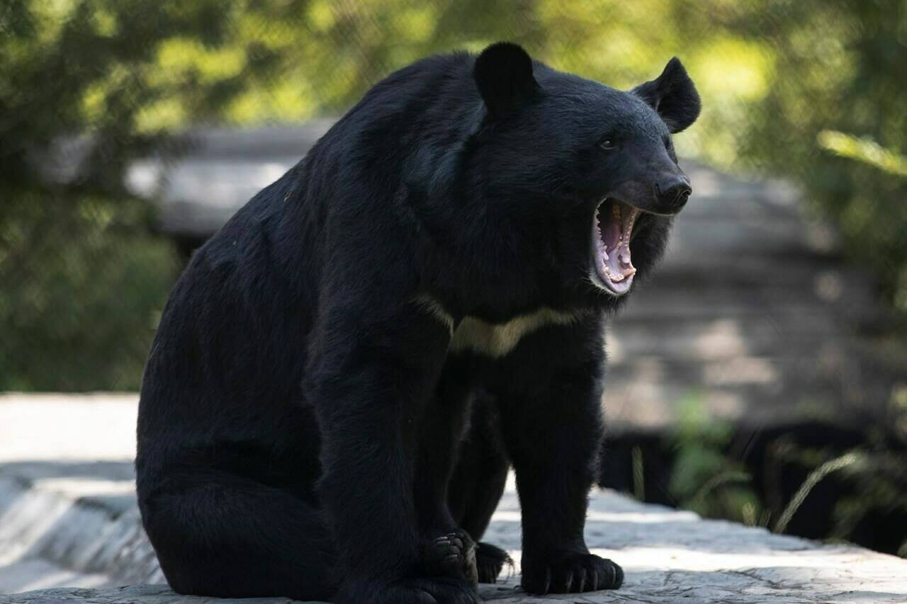 The British Columbia Conservation Officer Service says a North Vancouver man has been fined for feeding black bears at his home. A black bear yawns at its enclosure at the Dachigam National Park on the outskirts of Srinagar, Indian controlled Kashmir, Saturday, Sept. 12, 2020. THE CANADIAN PRESS/AP/Mukhtar Khan