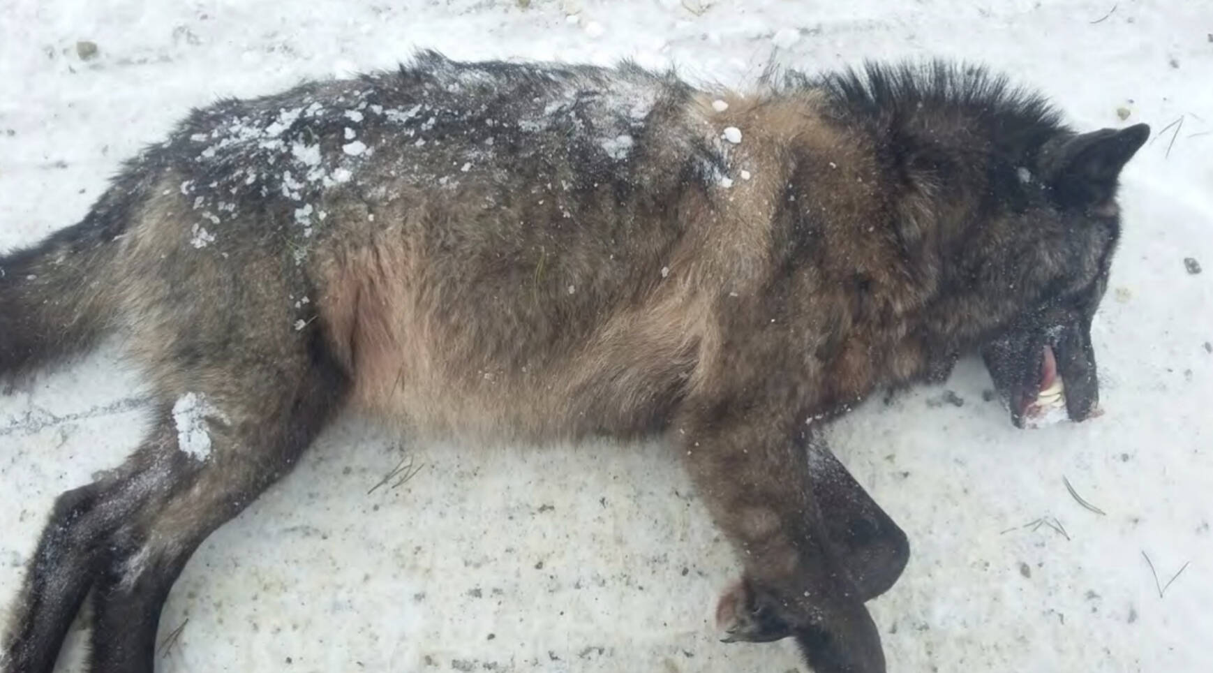 An environment charity is calling on the provincial government to rethink its wolf cull after the release of dozens of “disturbing” images. (B.C. government courtesy of Pacific Wild)