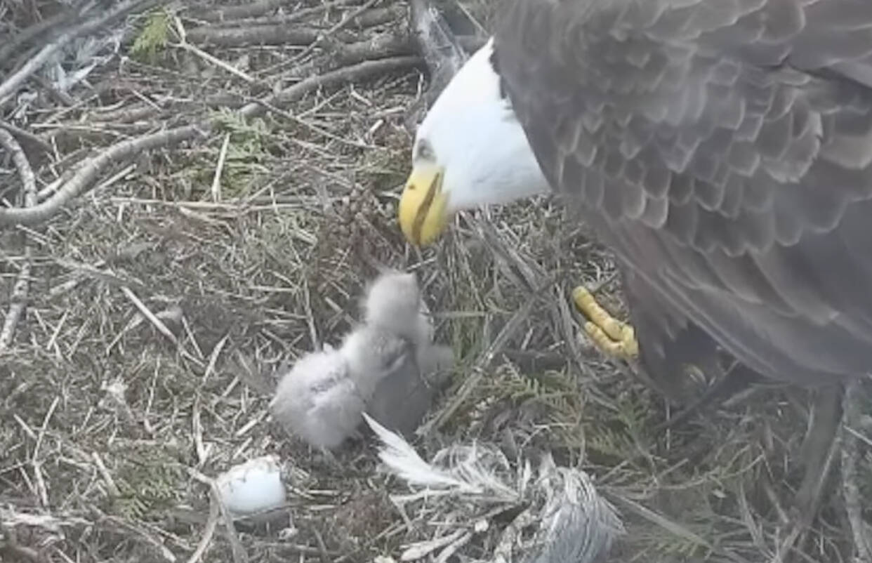 Two baby eagles, or eaglets, have hatched successfully in the Hancock Wildlife Foundation’s White Rock nest. The South Surrey nest has two eggs that are also expected to start hatching within the next week. (Hancock Wildlife Foundation live cam/hancockwildlife.org)