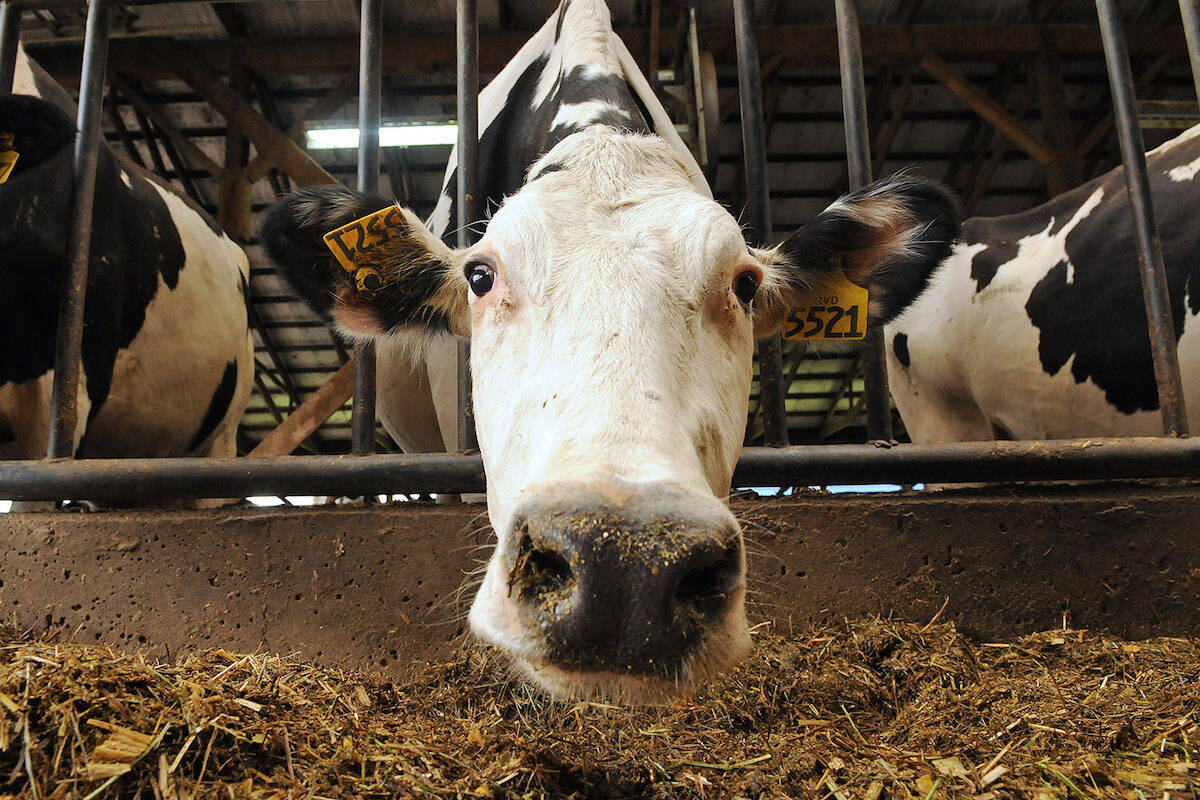 Cows graze at Chilliwack Cattle Sales, June 10, 2014. (Jenna Hauck/ Chilliwack Progress file)