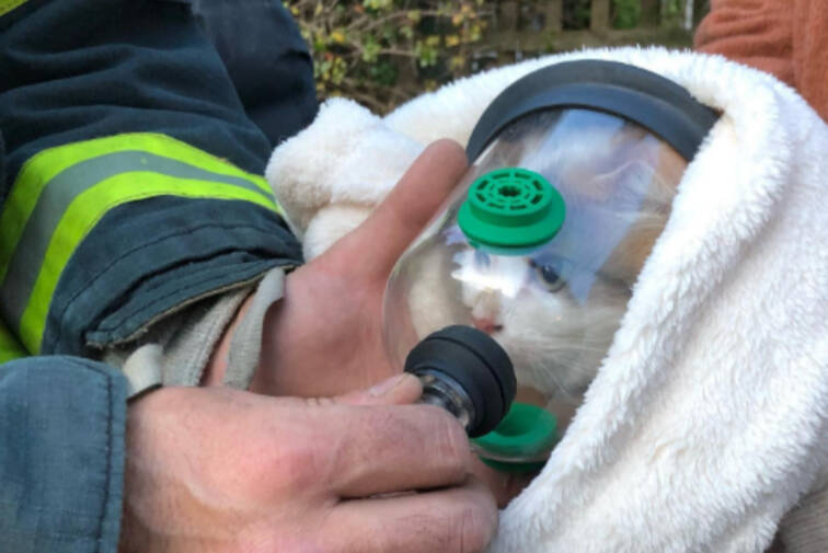 Victoria Fire Department uses a special oxygen mask after a pet cat suffers smoke inhalation. The department routinely carries the specialized equipment. (Victoria Fire/Instagram)