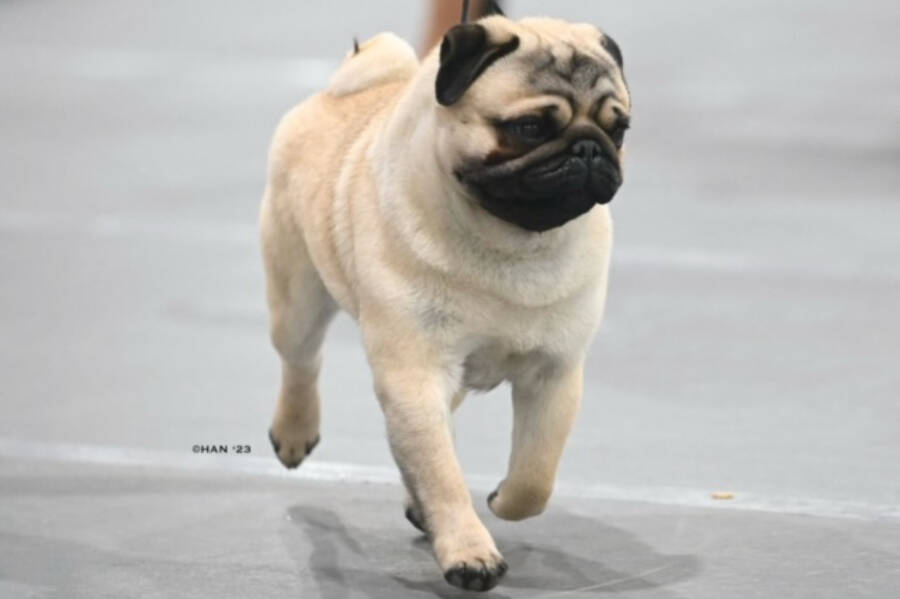 Jerry, a pug bred and owned by Carole Walker of Summerland, will be in New York at a prestigious dog show in early May. (Contributed)
