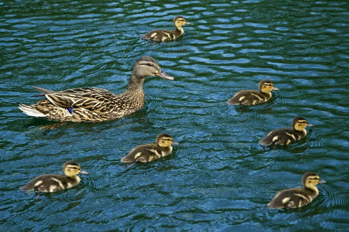 Ducklings swim with their mother on a pond in a park during a warm spring day in Montreal on Tuesday, May 18, 2021. It's a time of the year of seeing mother ducks and their babies crossing a road. A British Columbia animal rescue group is issuing tips for the public after dozens of orphan ducklings have been brought into its centre. THE CANADIAN PRESS/Paul Chiasson