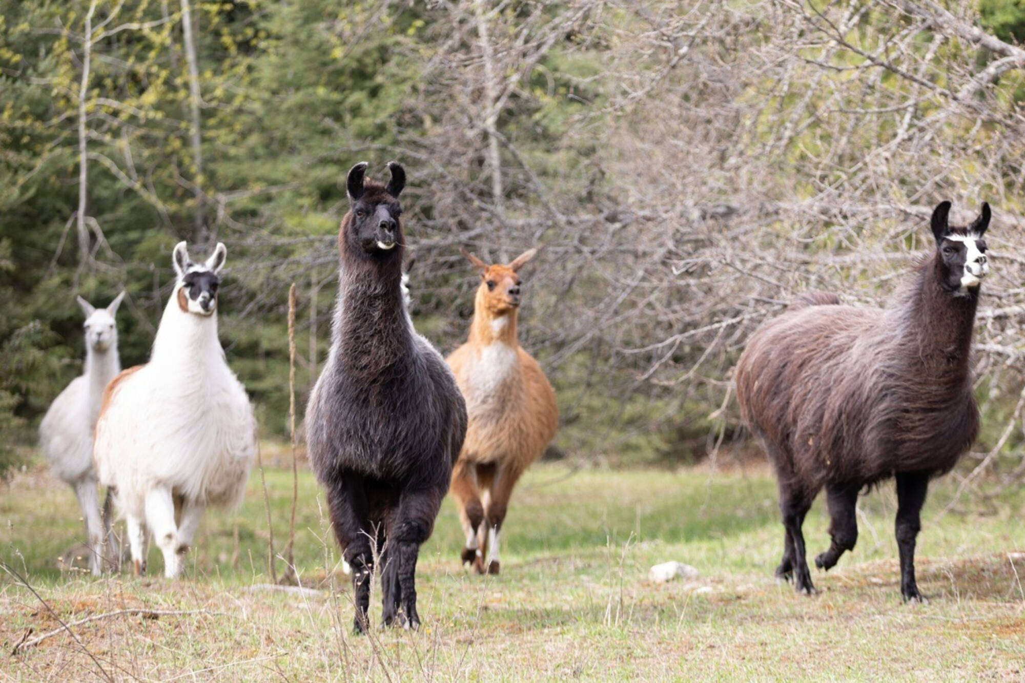 Llamas at the Llama Sanctuary have found a new home at the Recline Ridge EcoPark in Tappen. (Llama Sanctuary photo- Facebook)
