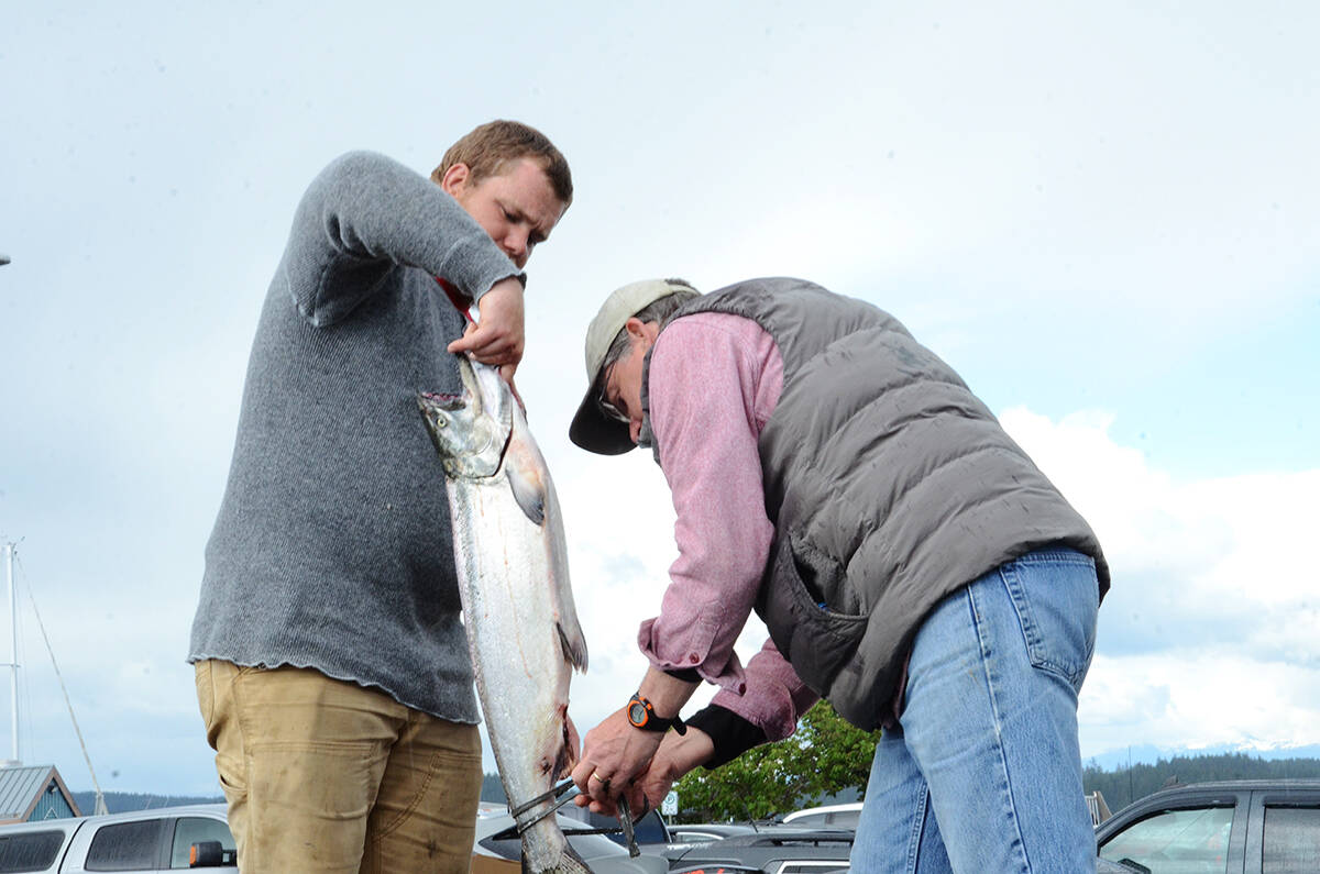 Dawson McKay (left) and Rob Worrall get a fish ready for the weigh-in durng a Vancouver Island salmon derby. Photo by Mike Chouinard/Campbell River Mirror
Dawson McKay (left) and Rob Worrall get a fish ready for the weigh-in at Ostler Park during Saturday’s salmon derby. Photo by Mike Chouinard/Campbell River Mirror