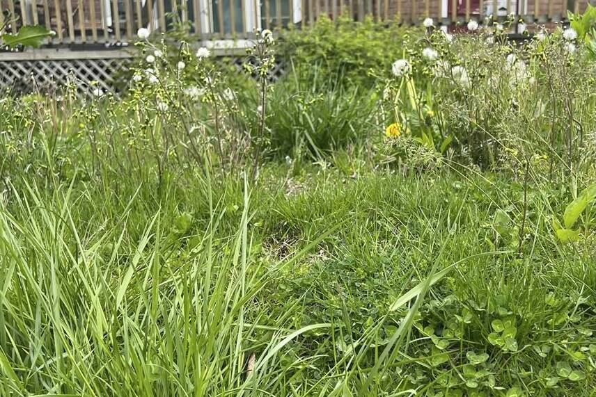 This May 3, 2023 image provided by Jessica Damiano shows tall grass and weeds growing in an unmowed lawn in Glen Head, NY. (Jessica Damiano via AP)