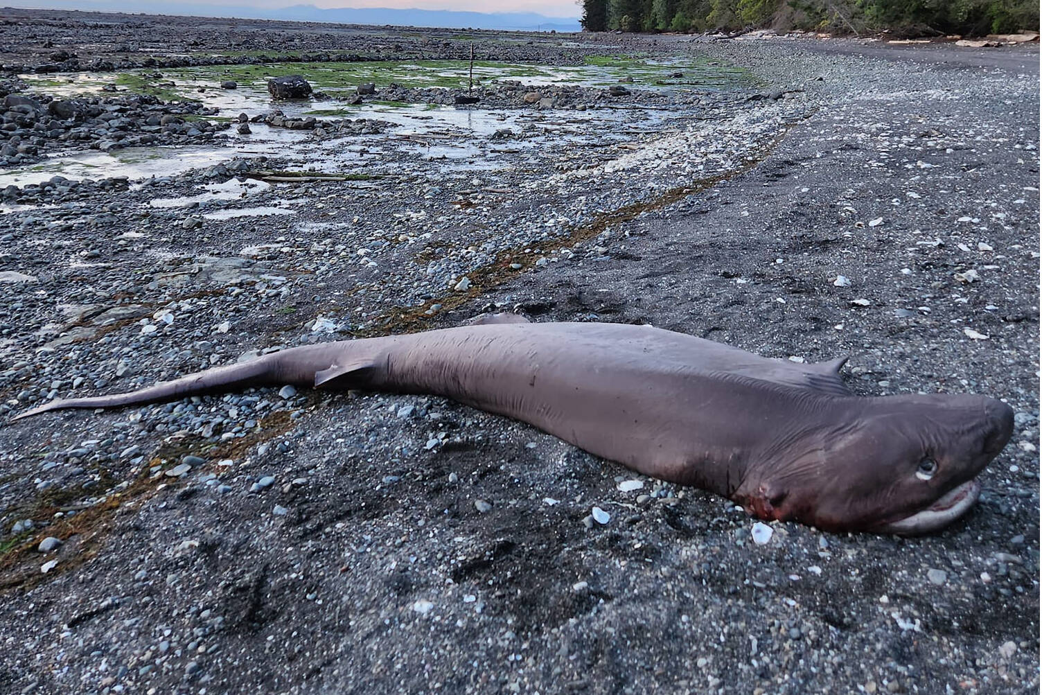 A dead bluntnosed sixgill shark was found just north of Phipp’s Point on Hornby Island over the weekend, April 29-30, 2023. (Kate Fleming photo)