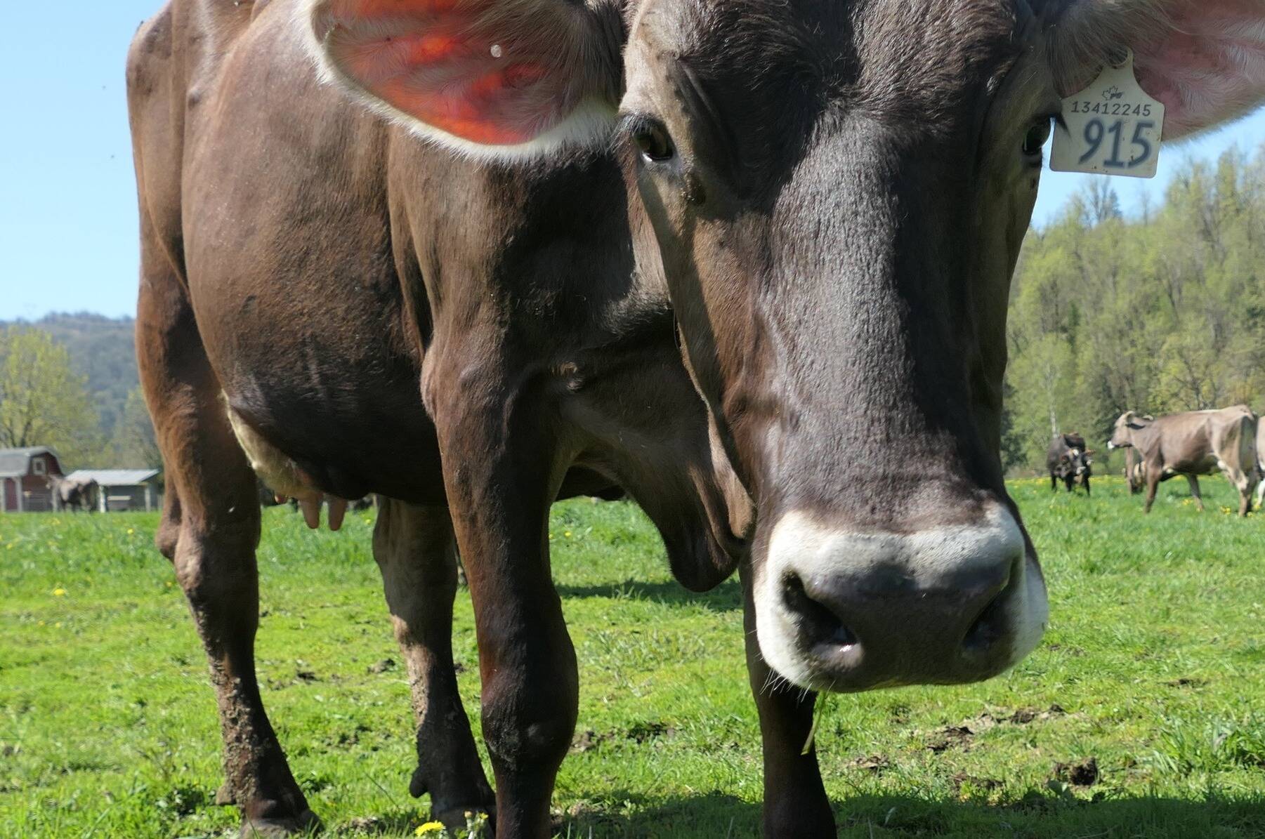 Creekside Creamery has made an annual event out of their springtime release of their cows, drawing dozens to watch the happy herd jump for joy upon seeing fresh grass again. (Photo/Larry Kimber)