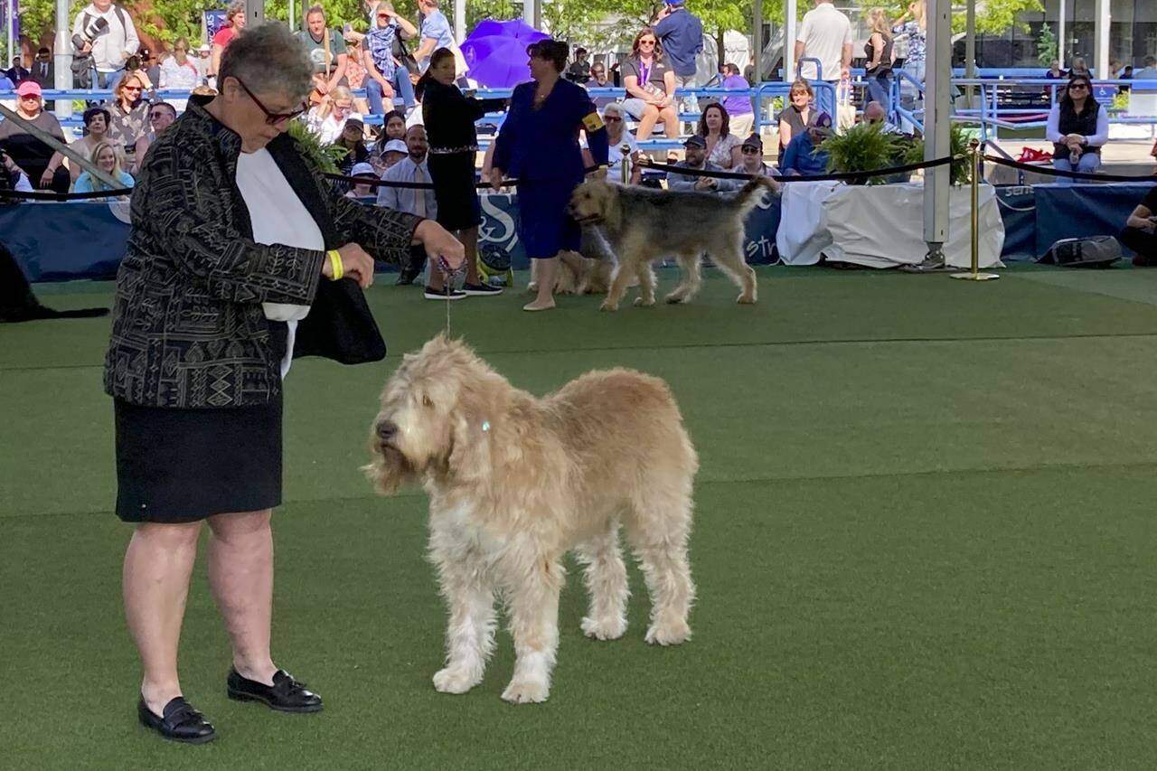 Owner-handler Debbie Develin shows Tips, an otterhound, in breed competition during the 147th Westminster Kennel Club Dog show, Monday, May 8, 2023, at the USTA Billie Jean King National Tennis Center in New York. (AP Photo/Jennifer Peltz)