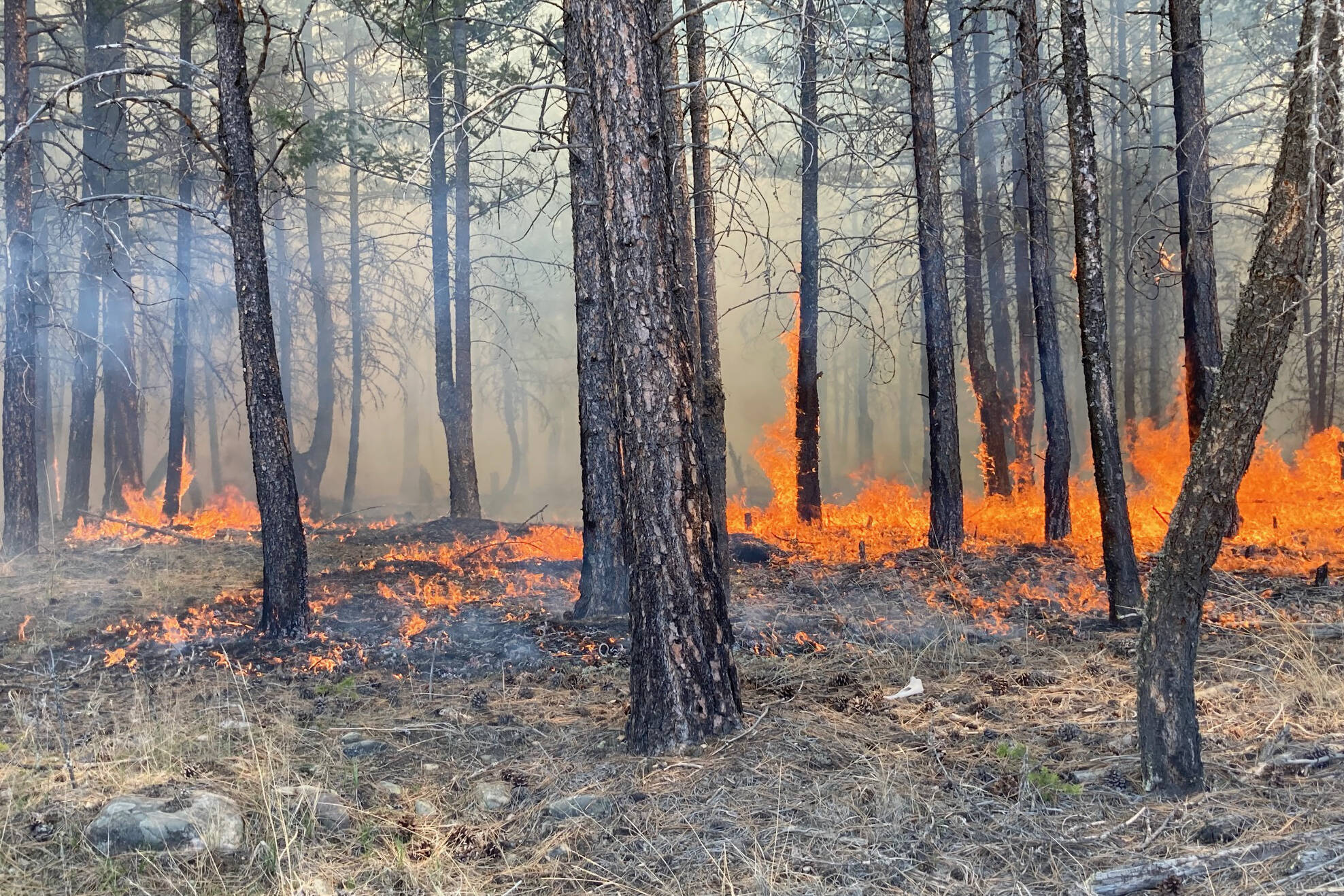 The ʔaq̓am Community and partner agencies completed a 1,200 prescribed burn at the end of April, utilizing traditional Ktunaxa knowledge for land management. Photo courtesy Colleen Ross.