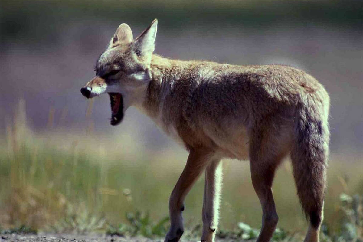 A coyote has been killed after attacking and biting a 2-year-old child in Port Coquitlam May 10, 2023, the B.C. Conservation Officer Service says. (National Park Service)