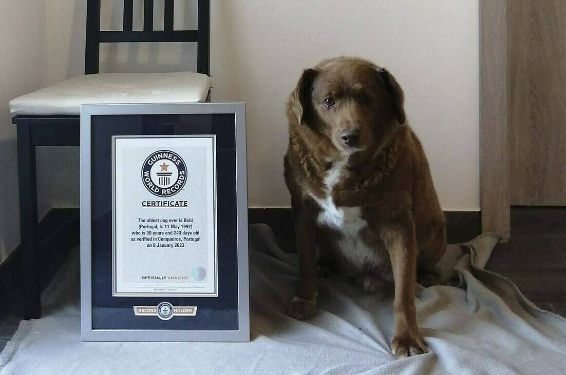 This image provided by Guinness World Records shows Bobi. Guinness World Records says the world’s oldest dog recently celebrated his 31st birthday. Bobi’s owner says a party was held Saturday, May 13, 2023 for the purebred Rafeiro do Alentejo, a breed of Portuguese dog. (Guinness World Records via AP)
