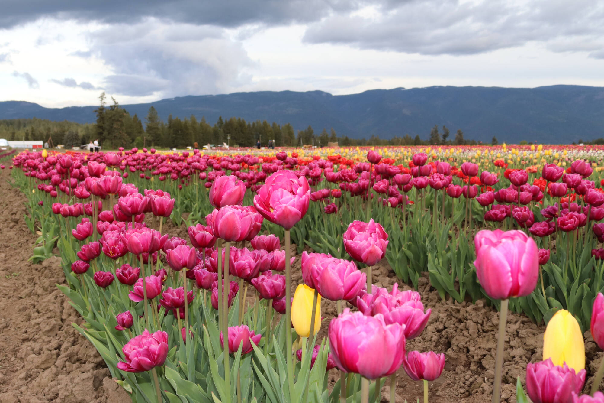 The Armstrong Tulip Festival opened on March 17, 2023 (Brendan Shykora - Morning Star)