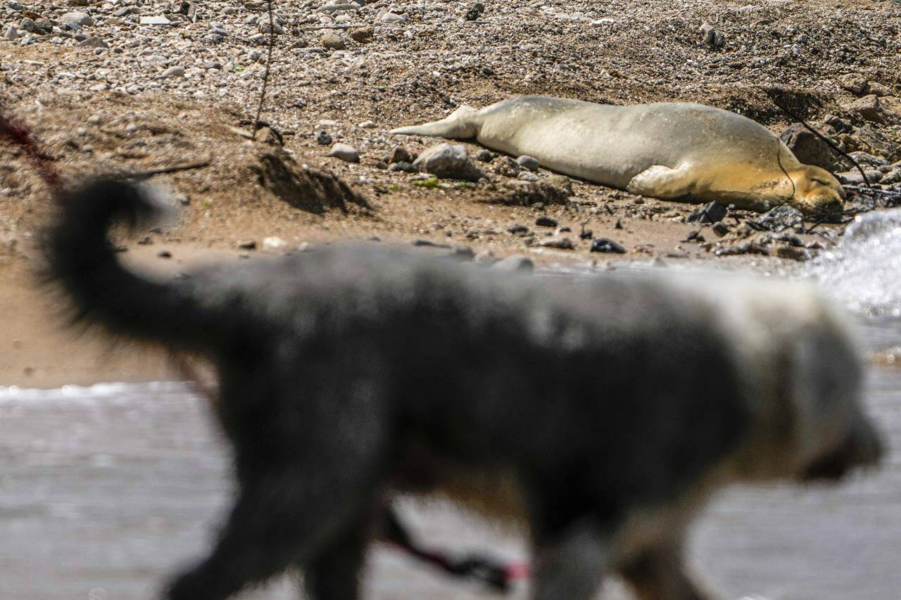 Yulia, an endangered Mediterranean monk seal rests on the beach in Tel Aviv, Israel, Tuesday, May 16, 2023. The seal cow first appeared south of Tel Aviv’s main beachfront last Friday, drawing clusters of curious onlookers to the rocky beach south of Jaffa’s historic center on Tuesday. (AP Photo/Ariel Schalit)