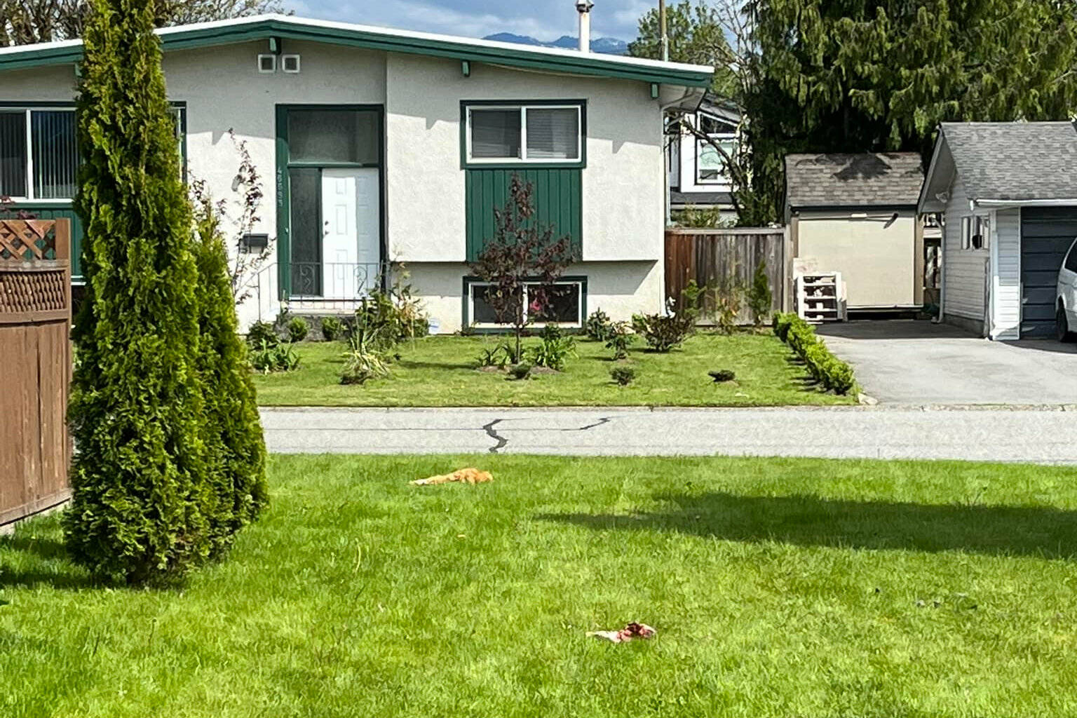 Two dead cats on a lawn of a house on Fairfield Island in Chilliwack posted on a Facebook group on Monday, May 8, 2023. (Meghan Bee Facebook photo)