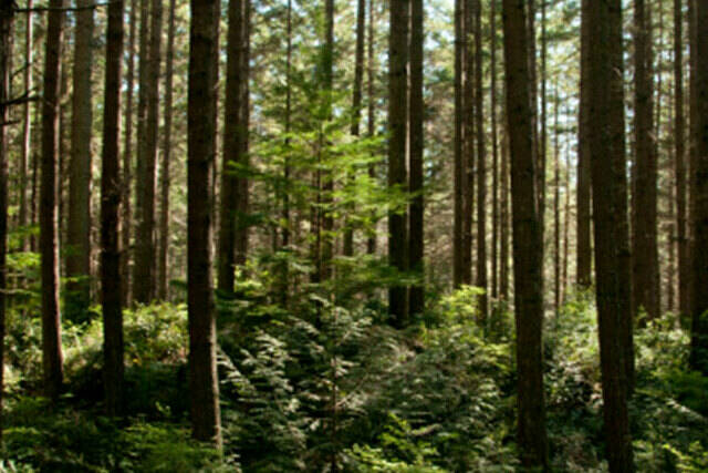 Forestry is a large part of British Columbia’s provincial identity. The conference will hone in on the importance of prioritizing the forest bioeconomy as the province continues to expand its green economy. Pictured here, the Heritage Forest captured on November 16, 2022 (Courtesy Photos).