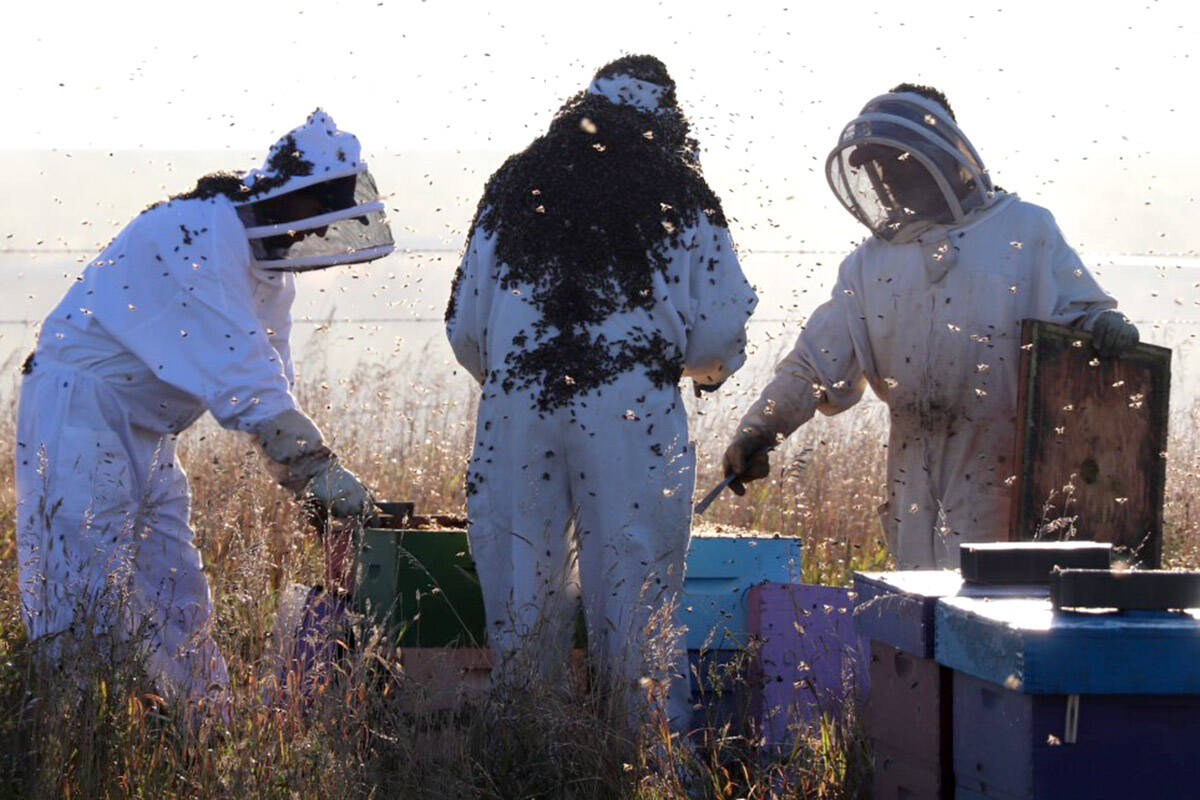 Beekeepers tend to hives in 2020. Beekeepers, aquaculturalists and federally licensed marijuana and hemp growers can now apply for special funding to help protect against extreme heat. (Chelsea Thomsen/Special to Black Press)