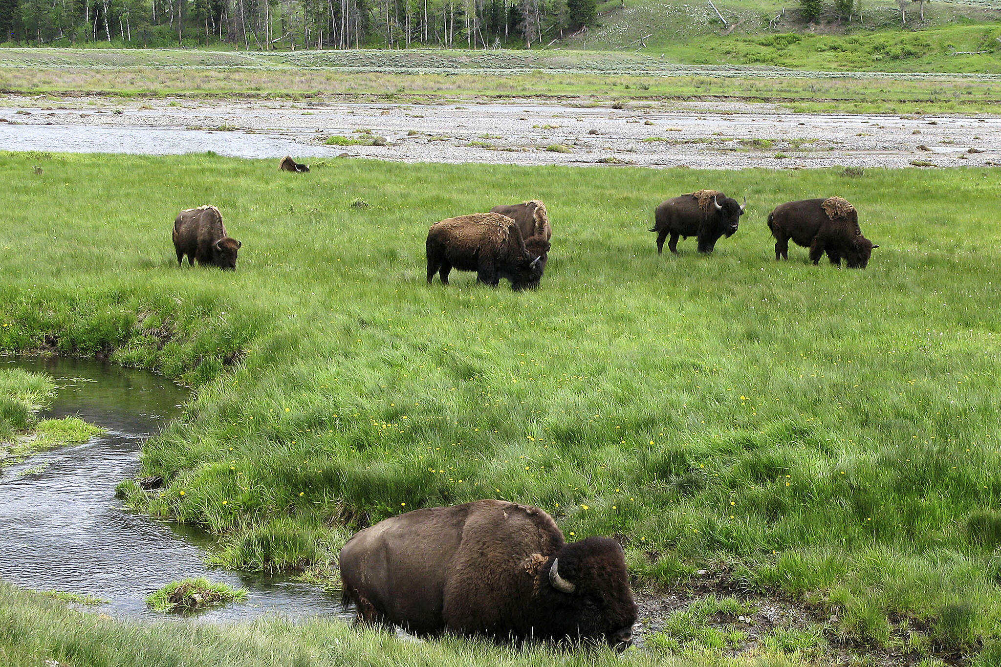 FILE - In this June 19, 2014, file photo, bison graze near a stream in Yellowstone National Park in Wyoming. Researchers have transplanted embryos with roots in the bison herd at Yellowstone National Park into female bison at the Minnesota Zoo in hopes of increasing the genetic diversity of bison herds in the state and refining a tool that could be used across the country someday as part of efforts to restore the animals to the American landscape. (AP Photo/Robert Graves, File)