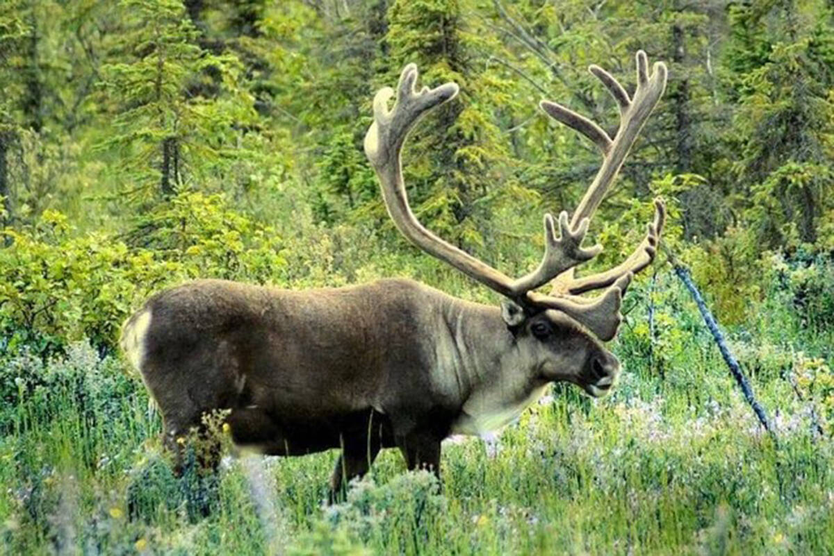 Caribou were successfully recoverd but now researchers look to more cultural significance. NNSL file photo