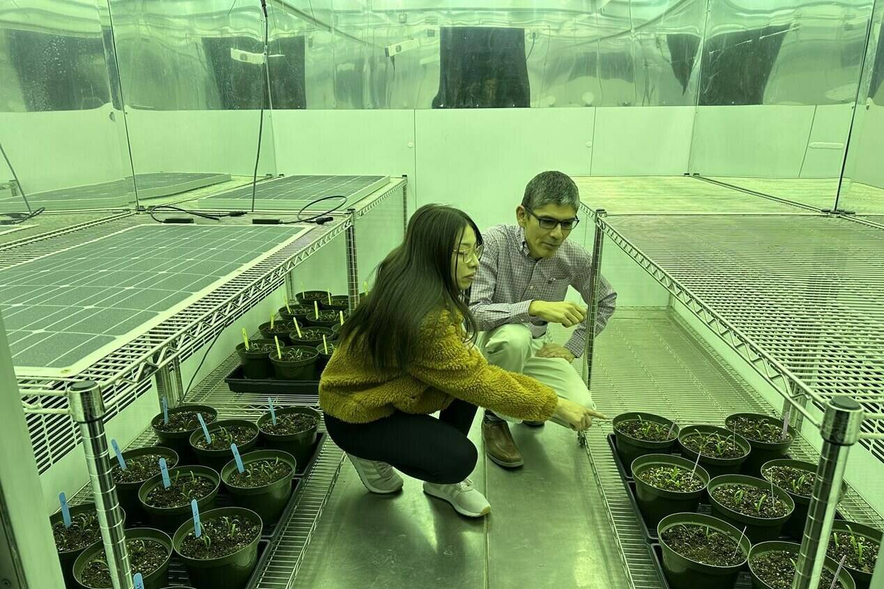 Guillermo Hernandez, right, a soil scientist, and Camila Quiroz, a research intern from Peru, look over their plants in a research room used to simulate sunlight at the University of Alberta in Edmonton in this undated handout photo. THE CANADIAN PRESS/HO, Guillermo Hernandez Ramirez, University of Alberta. *MANDATORY CREDIT*
