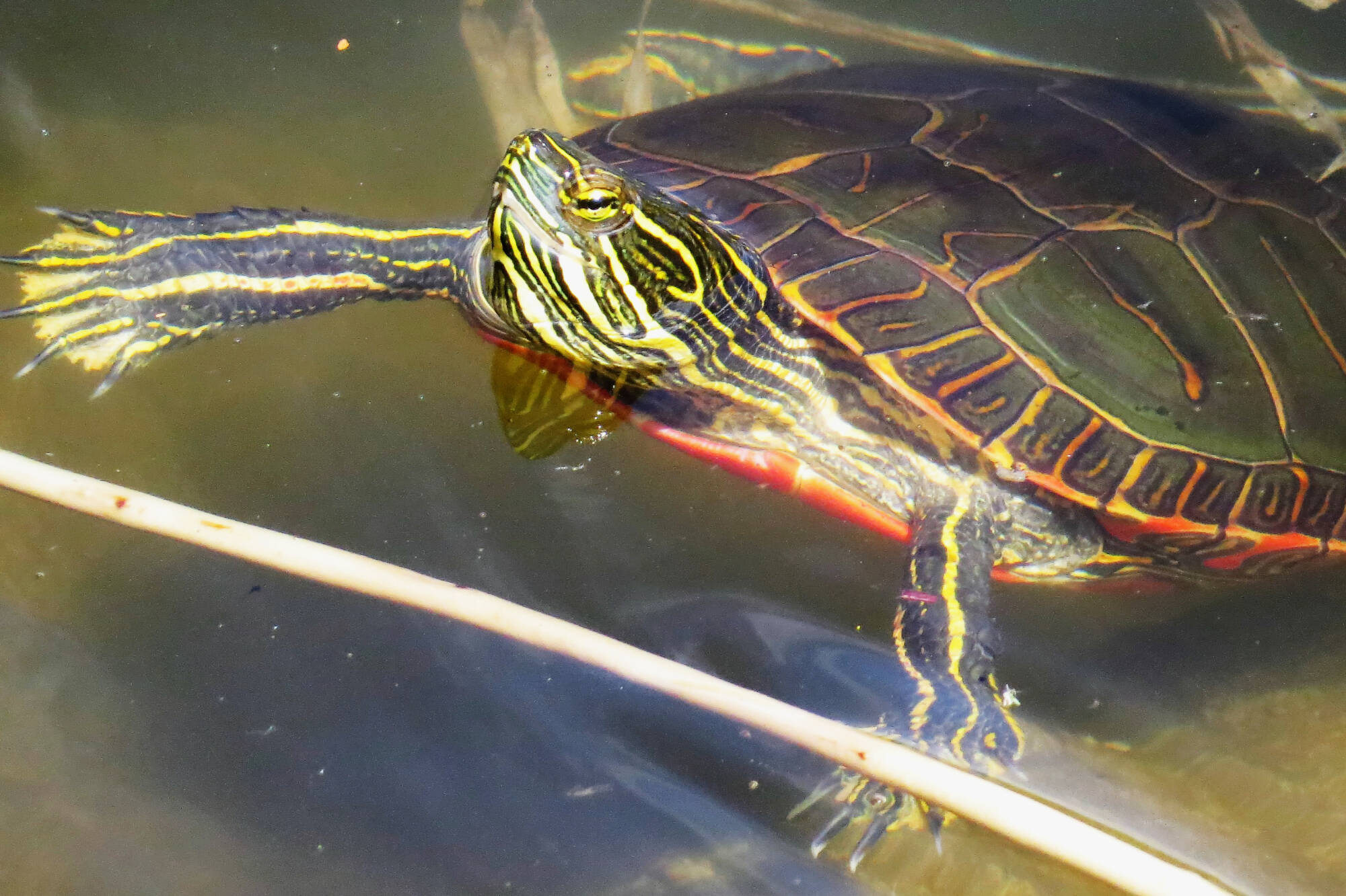 Western painted turtles get their name from their western distribution and their finely detailed red, yellow and green markings. (John G. Woods photo)