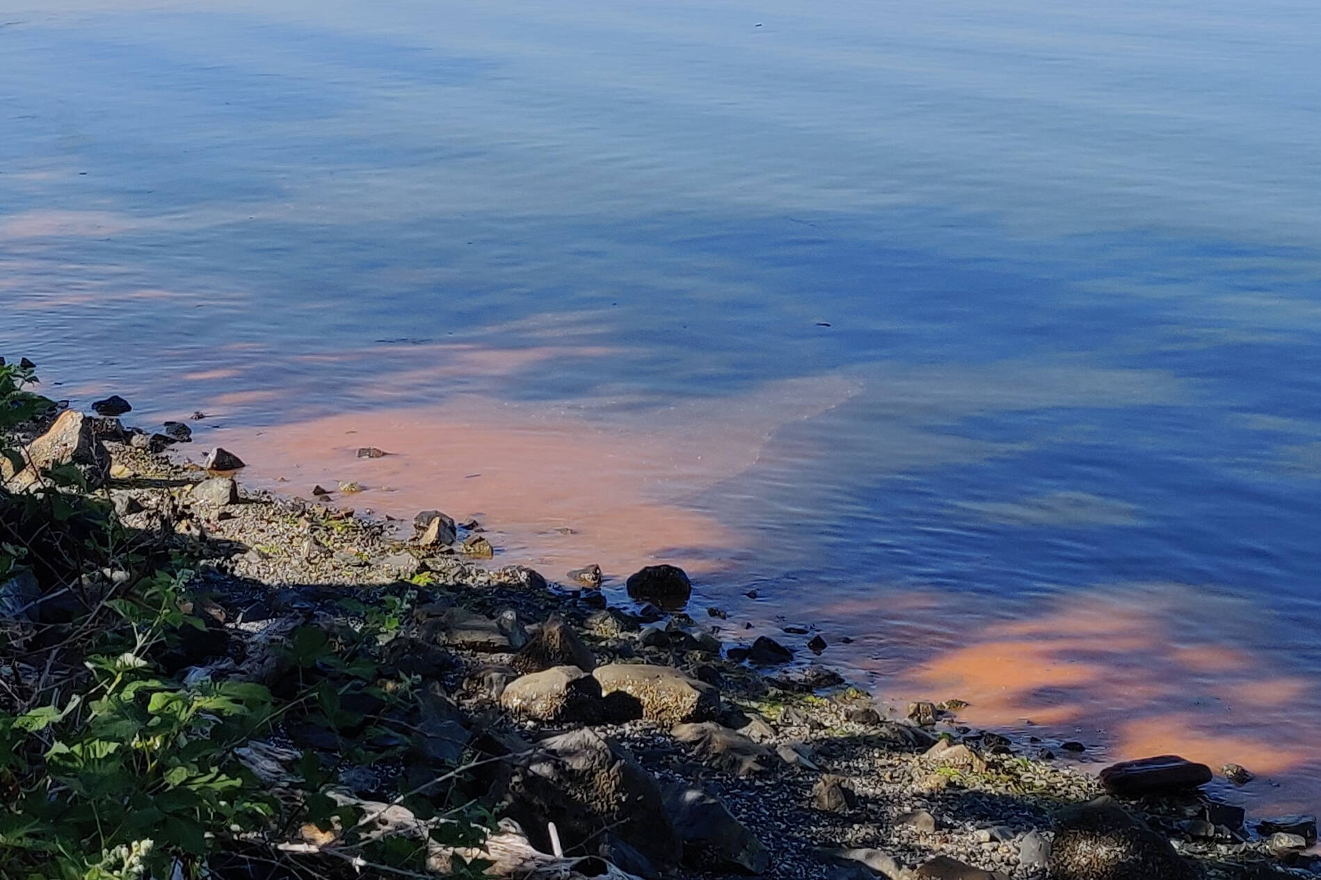 Noctiluca scintillans, also known as red tide algae blooms, were spotted midway along the Patricia Bay beach walking path in North Saanich. (Photo of Courtesy of Frank Towler)