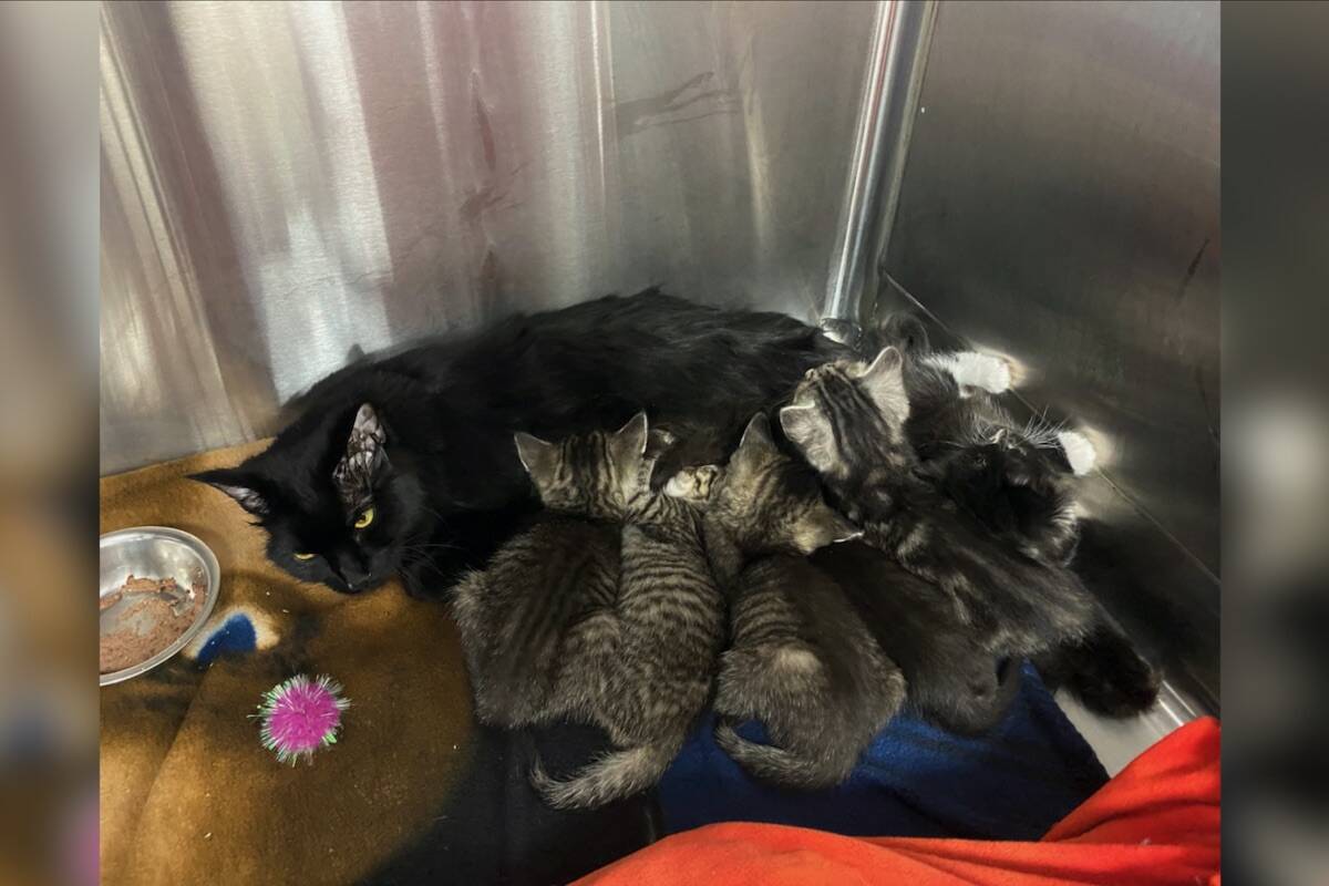 A cat and her kittens in a kennel after being rescued from a duct taped box left in a dumpster in Penticton on Nov. 25, 2022. (contributed)