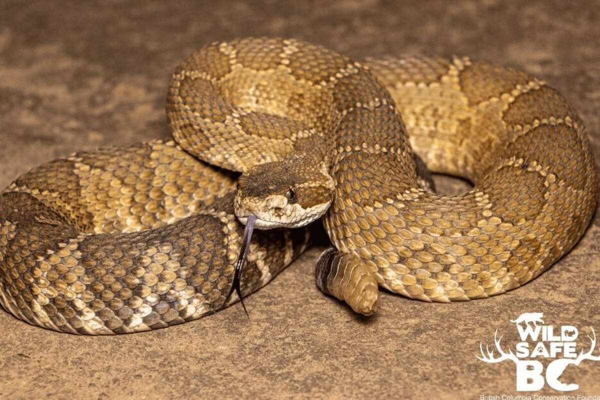 If you or your pet are bitten by a rattlesnake the first 24 hours are crucial to the treatment process. (Contributed to Black Press Media/Handout Photo)