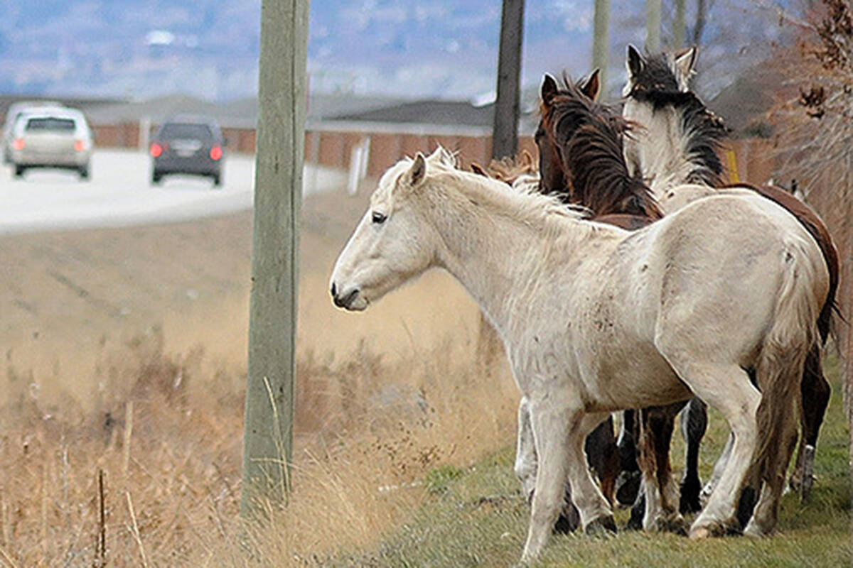 Wild horses near a highway in the South Okanagan. Police are still seeking information from the public regarding the killing of 17 wild horses west of Kamloops earlier this year. (Photo credit: Black Press file photo)