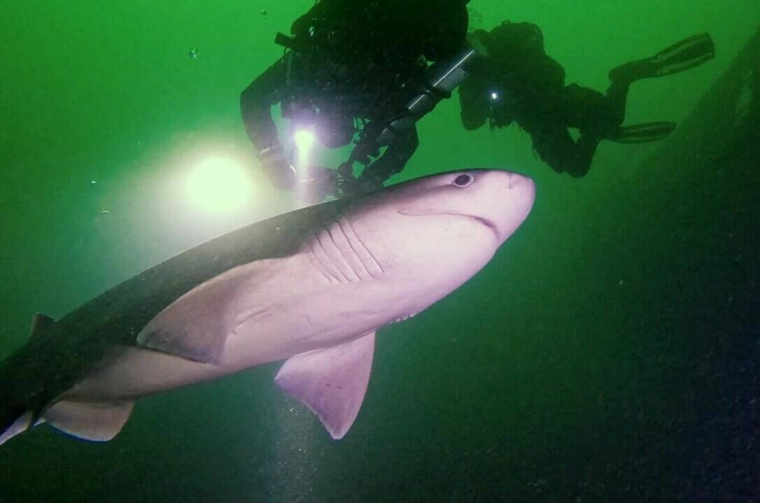 A bluntnose sixgill shark is seen illuminated by divers in the waters near Port Alberni, B.C., in an undated still image made from handout video footage. A group of British Columbia scuba divers on Vancouver Island spotted the shark on a recent dive in Alberni Inlet, capturing what they say is rare footage of the animal in shallow waters. THE CANADIAN PRESS/HO-Uncharted Odyssey, Garrett Clement