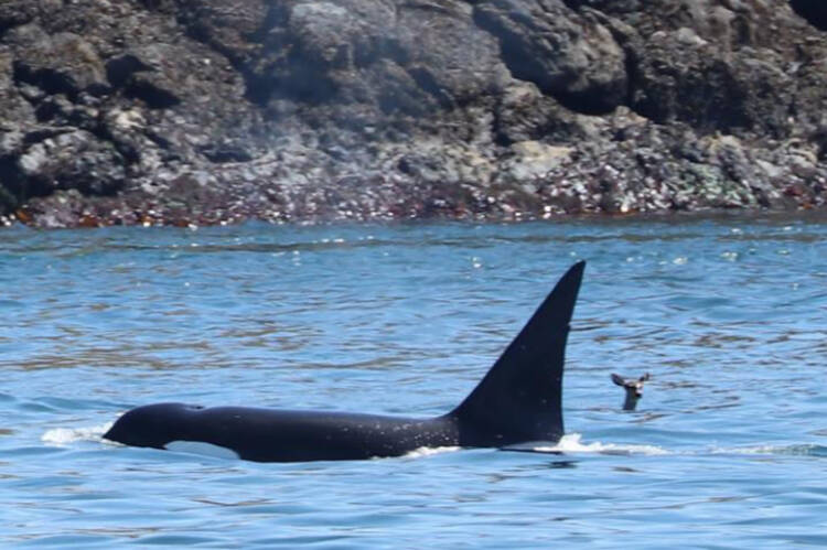 A deer swims alongside a Bigg’s whale, identified as T124C and called Cooper, in the waters east of Vancouver Island. (Sam Murphy/Island Adventures)