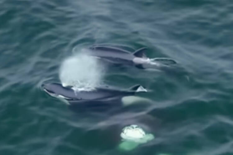 Bigg’s Killer Whales, more commonly seen off B.C. shores, are recorded in a hunting and feeding frenzy in the waters off California. (evanb_ocean for the California Killer Whale Project/Instagram)