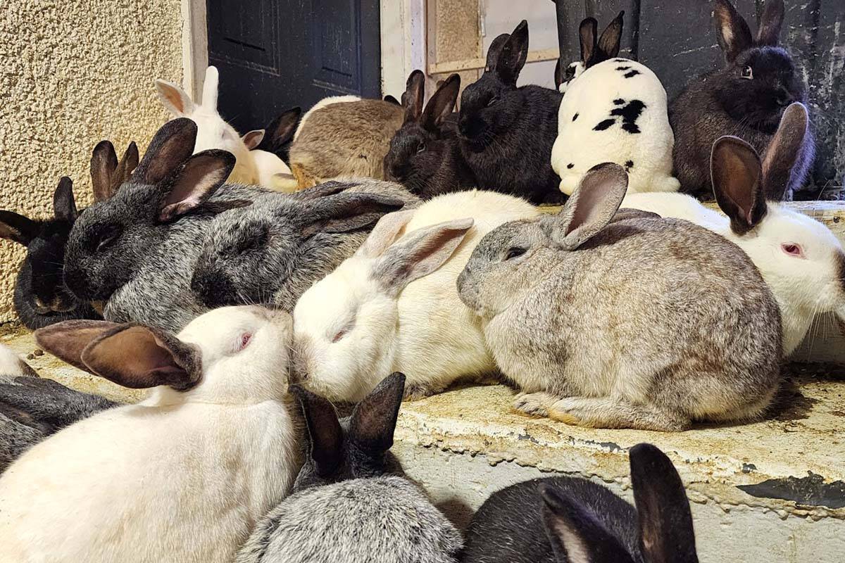 The BC SPCA seized 162 rabbits, including the ones in the photo, from an Abbotsford home on May 26. (Photo: Suzaku Sanctuary)