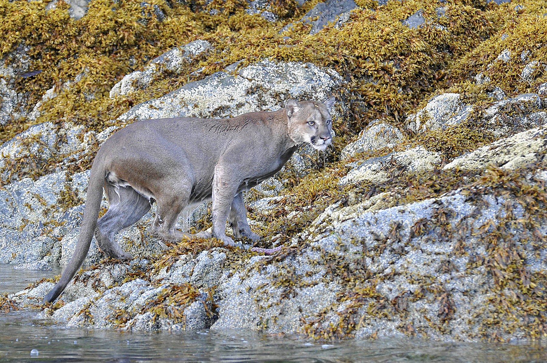 A cougar was spotted swimming near Vancouver Island in 2020, and researchers have found that the cats can potentially swim up to 2 kilometres. (Courtesy photo/Tim Melling, Panthera)