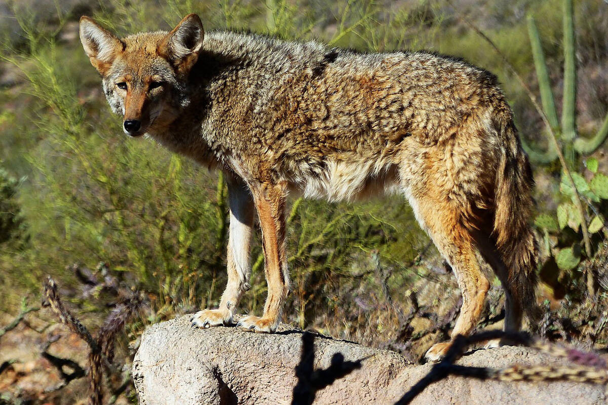 A woman was working in her garden on McMillan Drive in Prince George Monday (June 12) around 11:30 a.m. when a “coyote walked up from behind and bit her,” notes a tweet from B.C. Conservation Officer Service. (Pixabay)