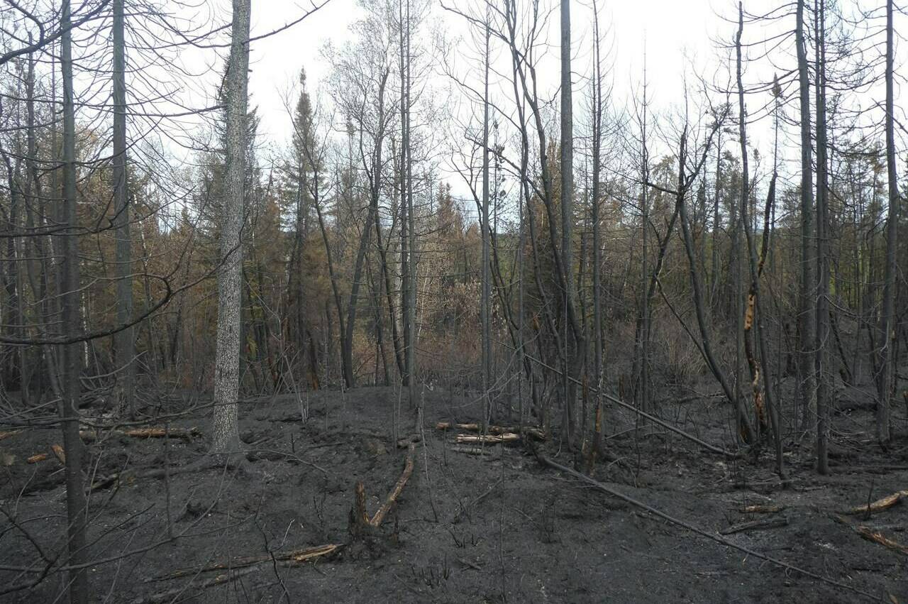 Scorched vegetation and forest floor are seen in Normetal, Que., in a June 11, 2023, handout photo. THE CANADIAN PRESS/HO-SOPFEU, Caroline Boyaud