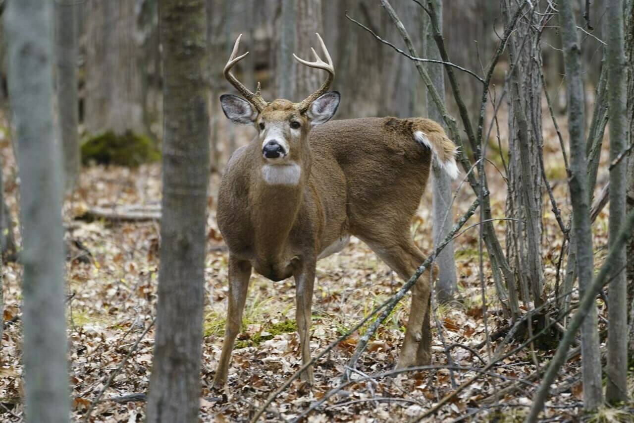 A deer is seen at the Michel-Chartrand Park in Longueuil, Que., Friday, Nov. 13, 2020. As wildfires from coast to coast scorch large swaths of land, sometimes changing it in unrecognizable and irreversible ways, experts have zeroed in on a much-overlooked casualty of the blazes: wildlife. THE CANADIAN PRESS/Paul Chiasson