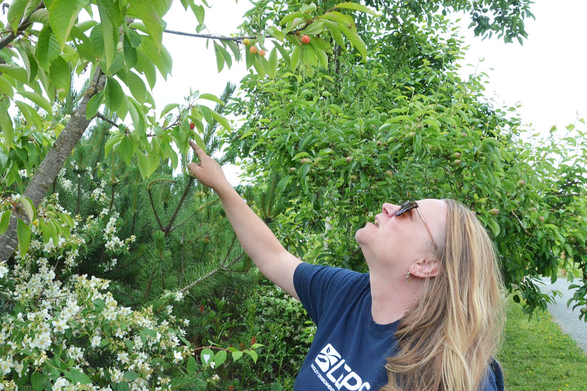 Amanda Smith of LEPS checks out the progress of cherries in Derek Doubleday Arboretum. Smith wants to recruit more local fruit tree owners to the Community Harvest program that donates fresh fruit to local food banks. (Matthew Claxton/Langley Advance Times)