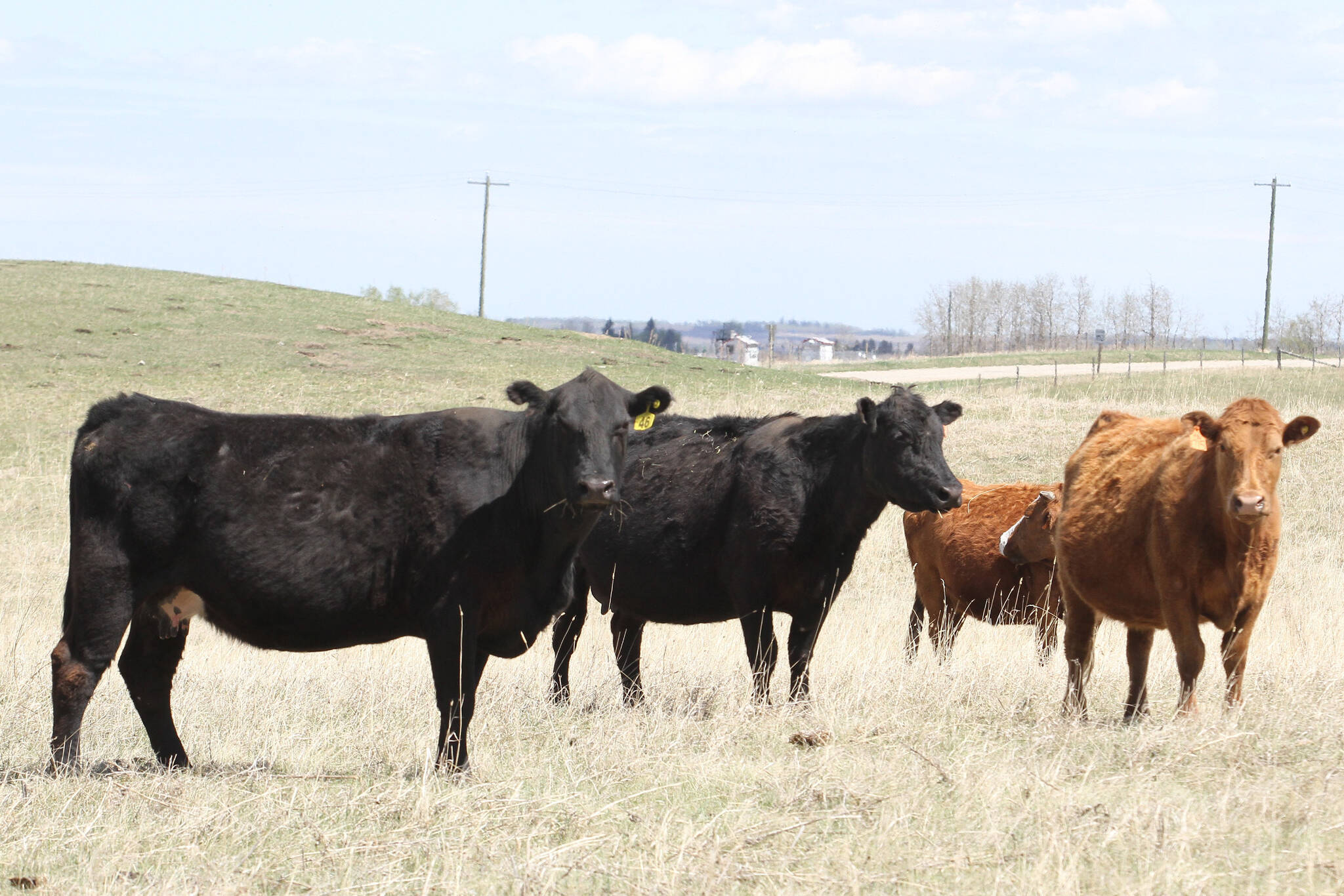 According to Agriculture Canada’s Drought Monitor, 82 per cent of the agricultural regions of the three prairie provinces were either “abnormally dry” or in “moderate to extreme drought” as of the end of May. (Advocate file photo)