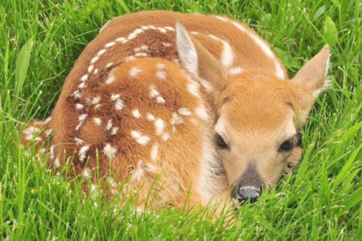 ‘Leave fawns where they lie’ is the advice of the North Island Wildlife Rescue Centre. (Submitted photo)
