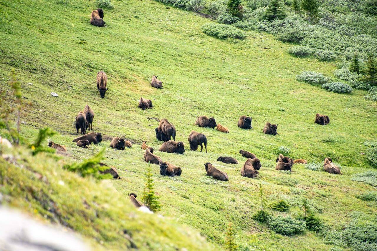 A herd of bison are seen on the grassy slopes in Banff National Park, in Alberta, in an undated handout photo. A final report on a five-year project to bring plains bison back to Banff National Park in Alberta says the herd will remain on the mountain landscape. THE CANADIAN PRESS/HO-Parks Canada